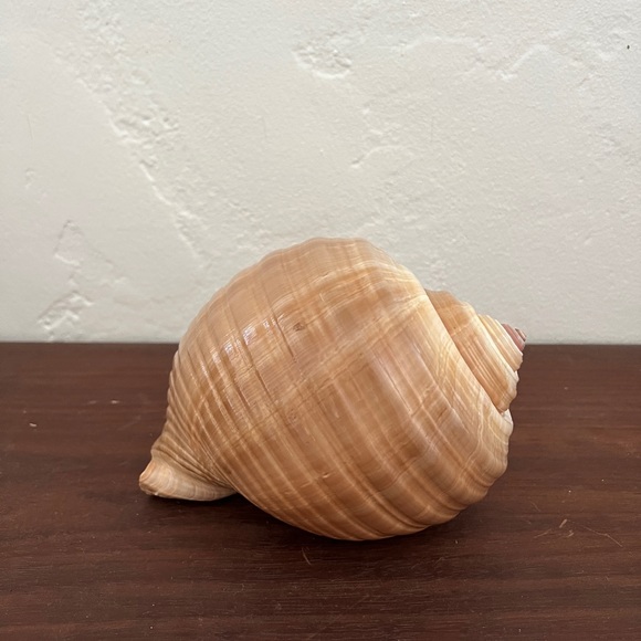 Large Turban Sea Shell Giant Tonna Cepa shell beach nautilus nautical decor - Picture 7 of 12